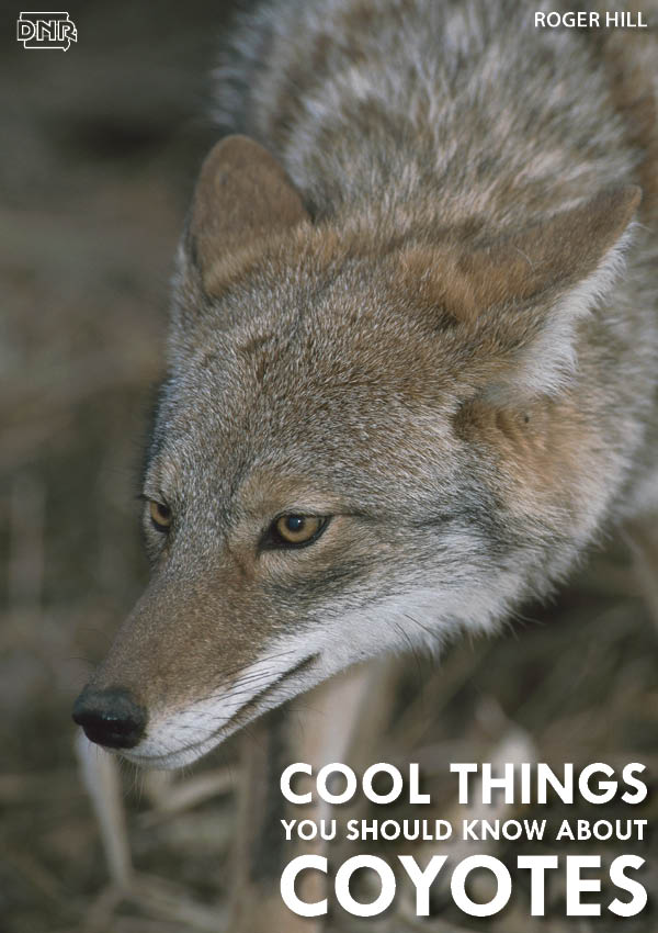 Coyotes can run as fast as 40 mph and more cool things you should know about coyotes | Iowa DNR